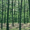 “Bamboo forest B” Fumio Fujita