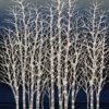 white Birch white Birch