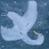 “Garden Vll” white Swan art print