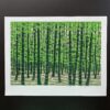 Fumio Fujita: Bamboo forest
